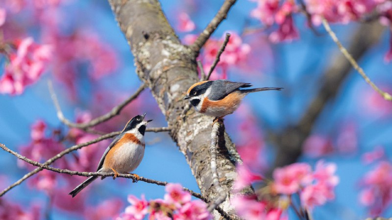 #Bing_Wallpaper春光明媚的日子盛开的樱花树上的红头长尾山雀 (© Haitong Yu/Getty Images)4K