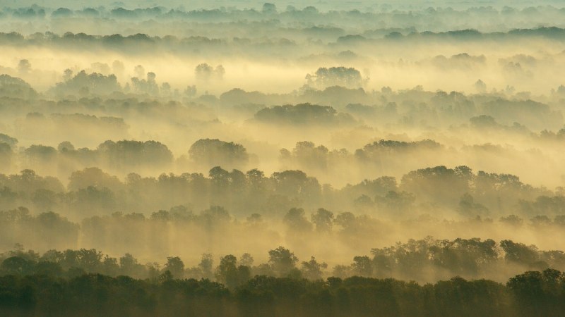 #Bing_Wallpaper根系自由生长的地方莱泰亚森林，多瑙河三角洲，罗马尼亚 (© Wild Wonders of Europe/Widstrand/Nature Picture Library)4K | 1080P