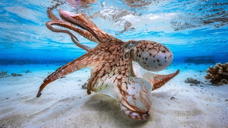 #Bing_Wallpaper