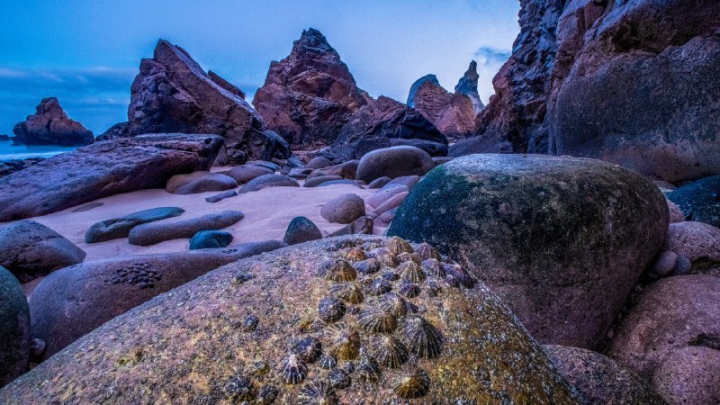 🖼 沉静的力量#Bing_Wallpaper沉静的力量退潮时裸露在乌尔萨海滩海岸上的帽贝, 葡萄牙 (© Theo Bosboom/Nature Picture Library)4K | 1080P