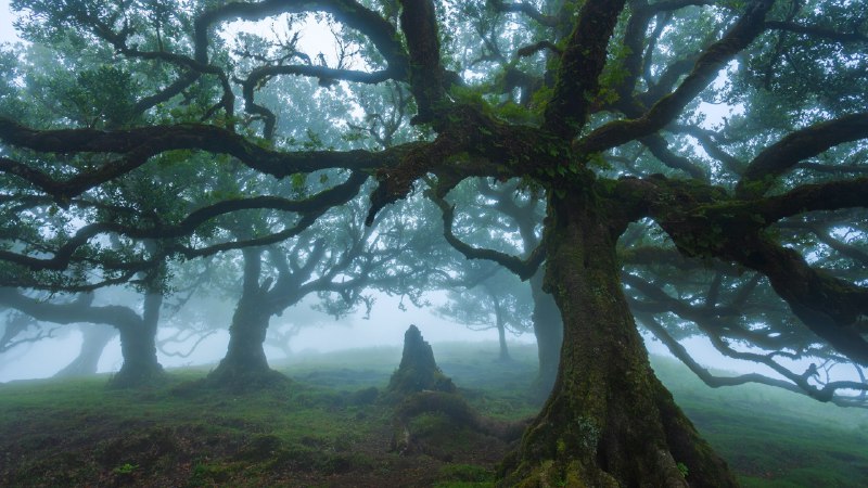 #Bing_Wallpaper时光扎根法纳尔森林里的古老月桂树，马德拉群岛，葡萄牙 (© Lukas Jonaitis/Shutterstock)4K | 1080P
