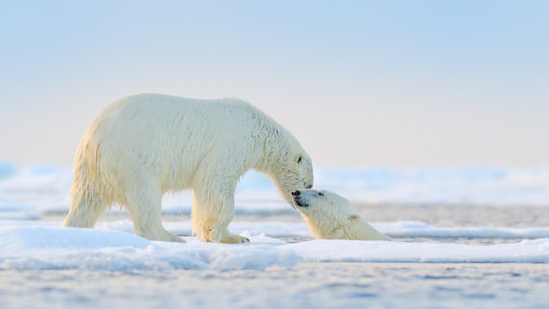 #Bing_Wallpaper过一个冰雪元旦！在北极玩耍的北极熊 (© Ondrej Prosicky/Shutterstock)4K