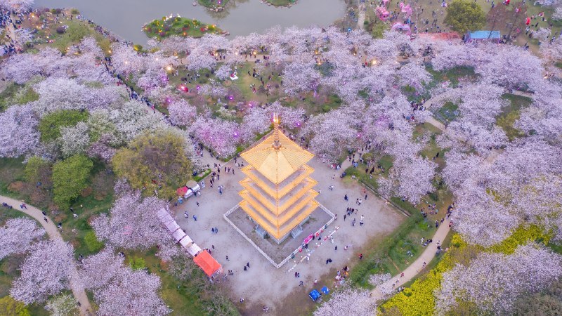 🖼 春天的形状#Bing_Wallpaper春天的形状东湖樱花园的樱花，武汉，中国 (© Zhang Qiao/VCG/Getty Images)4K | 1080P