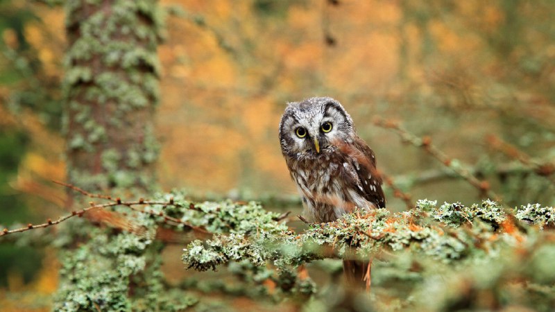 #Bing_Wallpaper庆祝智慧！中欧森林里的鬼鸮 (© Ondrej Prosicky/Alamy)4K | 1080P