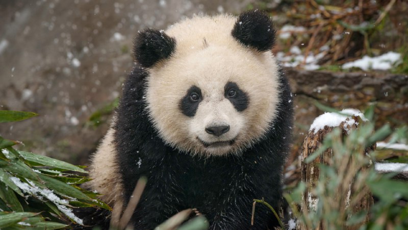 #Bing_Wallpaper回归黑白世界雪地里的大熊猫宝宝，中国 (© Cheryl Schneider/Alamy Stock Photo)4K