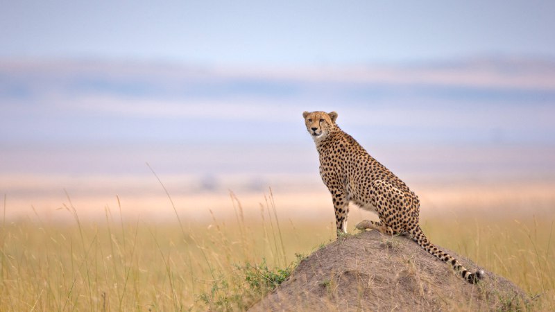 #Bing_Wallpaper为生存而疾驰马赛马拉国家保护区的猎豹, 纳罗克, 肯尼亚 (© Andy Rouse/naturepl.com)4K | 1080P