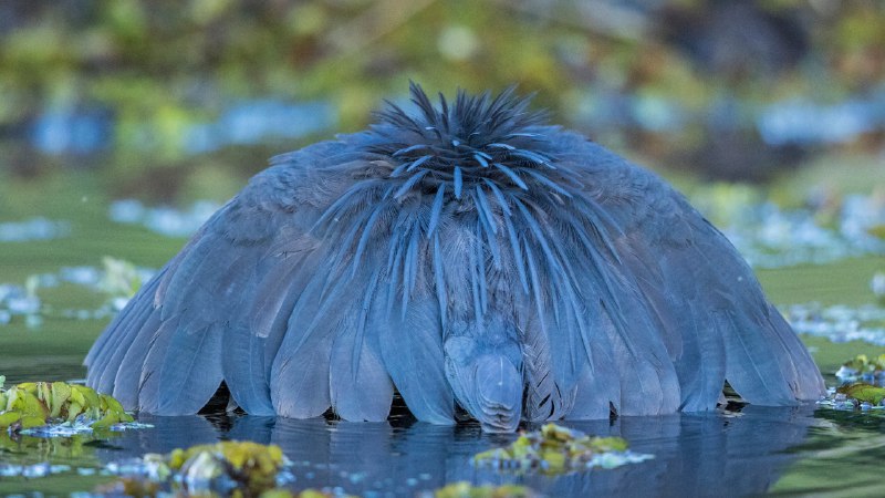 #Bing_Wallpaper伞状捕猎术黑鹭捕鱼，乔贝国家公园，博茨瓦纳 (© Paul Souders/Minden PIctures)4K