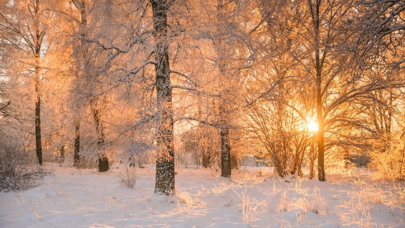 #Bing_Wallpaper新太阳的诞生晨光透过结霜的树木洒下，瑞典 (© Schon/Getty Images)4K | 1080P