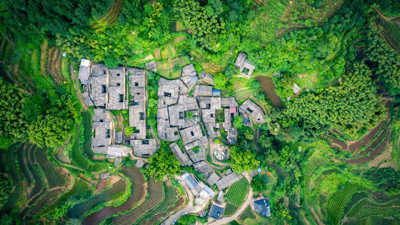#Bing_Wallpaper茶歇时光杨家塘村茶园，松阳县，中国 (© feng xu/Getty Images)4K