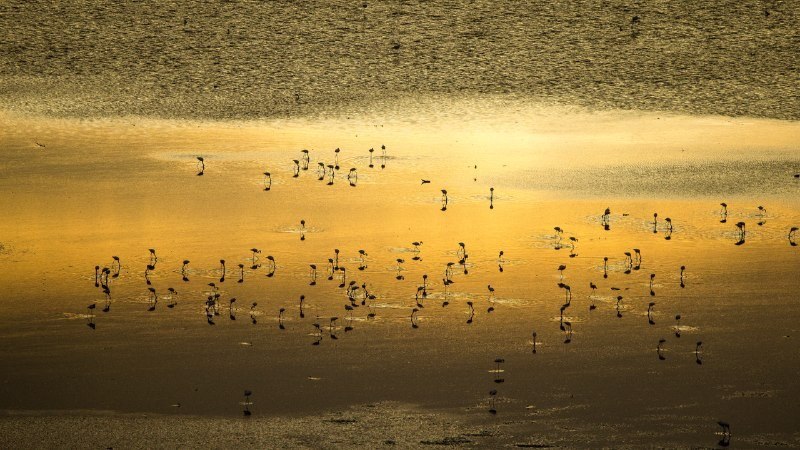 #Bing_Wallpaper湖水、野生动物与奇景日出时的小红鹳群，马加迪湖，肯尼亚 (© Denis-Huot/Nature Picture Library)4K | 1080P