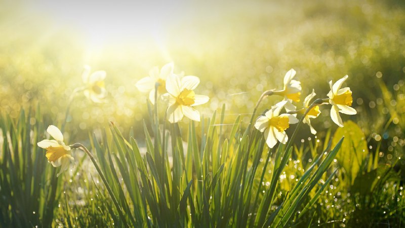 #Bing_Wallpaper芬芳清新的春天春天的水仙花在清晨绽放 (© LedyX/Shutterstock)4K