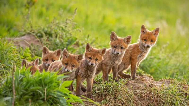 #Bing_Wallpaper野性本能靠近巢穴的红狐幼崽 (© WildMedia/Shutterstock)4K