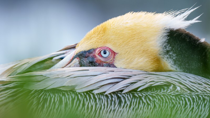 #Bing_Wallpaper完美的囊袋褐鹈鹕，圣地亚哥，加利福尼亚州，美国 (© Arthur Morris/BIRDS AS ART/Getty Images)4K