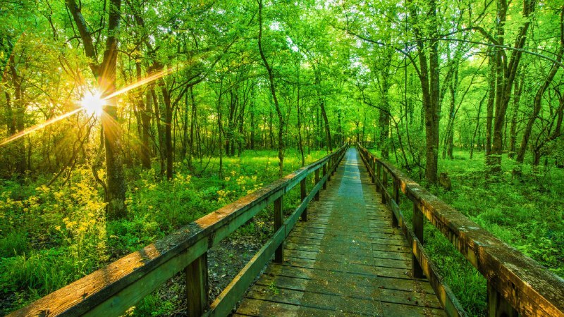 🖼 多走走，多思考#Bing_Wallpaper多走走，多思考纳奇兹小径公园大道, 图珀洛, 密西西比州, 美国 (© The best photo is earned/Getty Images Plus)4K | 1080P