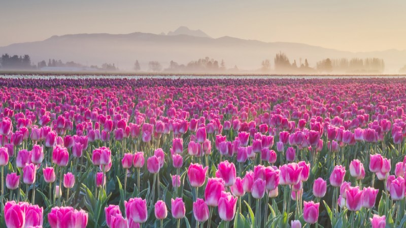 🖼 花瓣巡游#Bing_Wallpaper花瓣巡游斯卡吉特谷地郁金香花田, 华盛顿, 美国 (© Alan Majchrowicz/Getty Images)4K | 1080P