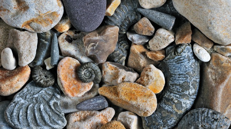 发掘过去侏罗纪海岸的箭石和菊石化石，多塞特郡，英国 (© Nature Picture Library/Alamy Stock Photo)4K原图：