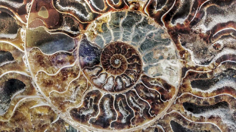 #Bing_Wallpaper大自然的秘密代码马达加斯加菊石化石 (© ThomasLENNE/Shutterstock)4K | 1080P