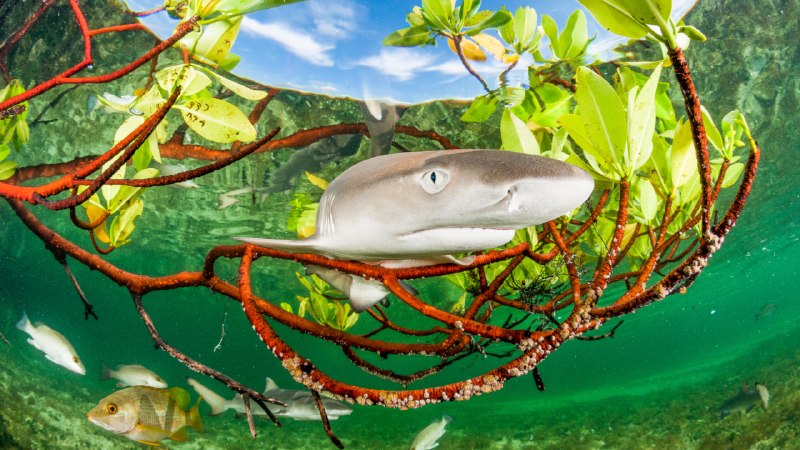 奇妙的真相柠檬鲨幼崽在红树林中，伊柳塞拉岛，巴哈马 (© Shane Gross/Nature Picture Library)4K | 1080P