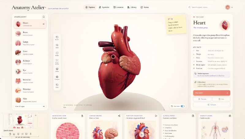 交互式 3D 人体器官解剖，适合医学 / 生物学科普学习